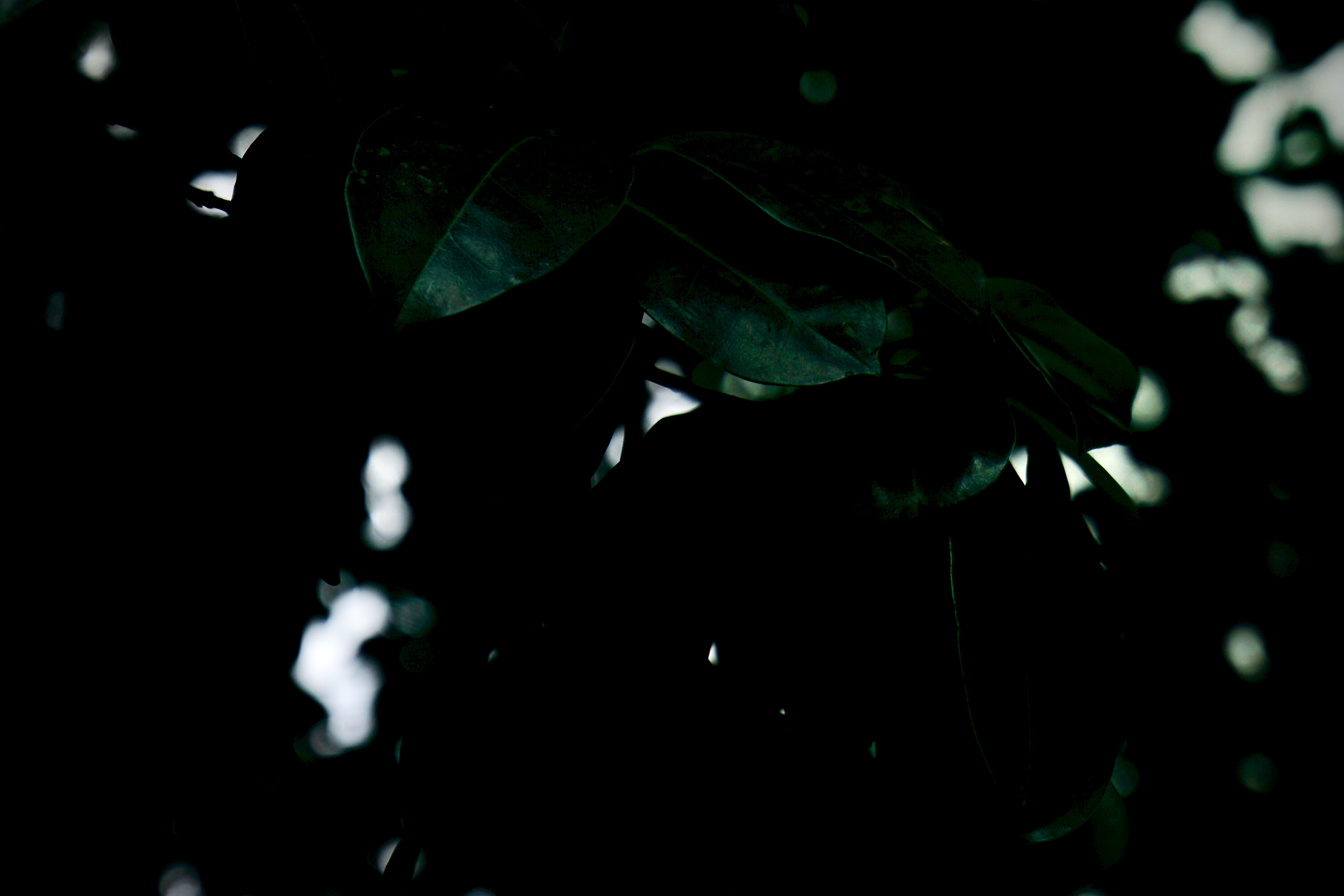 Shadowed foilage